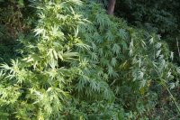 Fotografia kolorowa przedstawiająca krzaki marihuany umiejscowione pośród innych krzewów