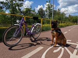 Pies policyjny przy rowerze